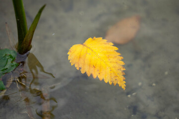 Yellow single autumn leaf floating on the surface of the lakes, among the reeds.