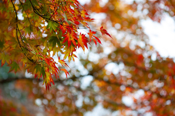 red leaves