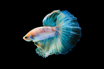 Bright blue halfmoon betta fish swimming beautifully, isolated on black background