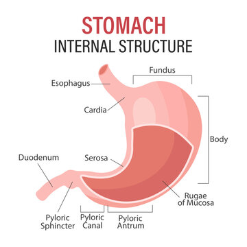 Anatomy of the human stomach, medical poster with detailed diagram of the structure of the internal stomach. Medical infographic banner. Vector