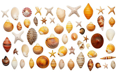 Collection of Small Sea Shells, a Conch, and Sea Snails Over a Transparent Background - obrazy, fototapety, plakaty