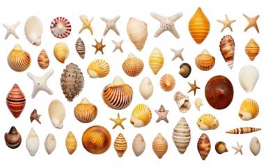 Deurstickers Collection of Small Sea Shells, a Conch, and Sea Snails Over a Transparent Background © Eman Suardi