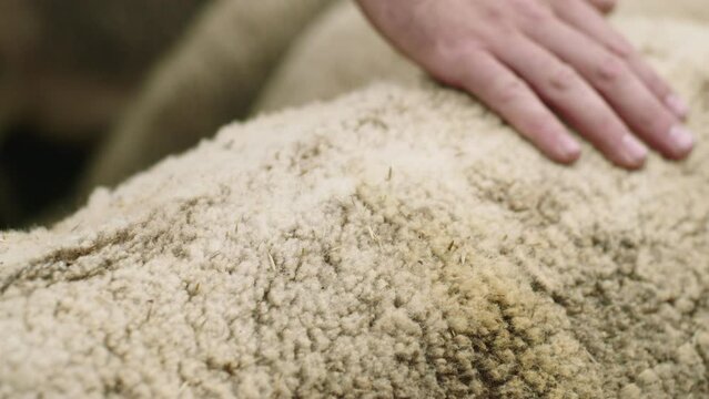 Close-up slow-motion shot of a hand caressing a sheep's wool.