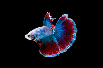 Fototapeta premium Betta fish, Siamese fighting fish, betta halfmoon, Betta splendens, Grizzle Rosetail Betta fish isolated on black background