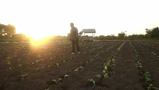 Cloes up habd asian yAsian young to examine tobacco leaves on a field to prepare for planting.oung fto examine tobacco leaves on a field to prepare for planting.