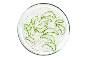 Petri dish isolated on empty background. Slices of aloe vera gel in a Petri dish.