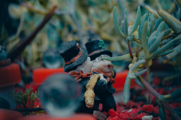 potted miniature, very cute and innocent macro photo