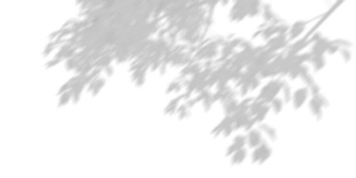 Leaves trees branches shadow shade on transparent backgrounds 3d render png