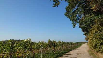 Bilder einer Wanderung entlang an der Südhessischen Bergstraße mit Blick auf Weinberge