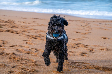 dog running on the beach