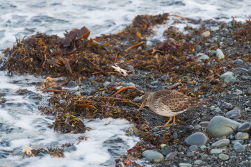 bird on the beach