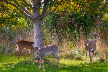 three deer near the forest ,summer light
