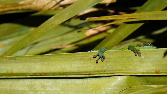 Green ornate day Gecko, protected endemic species of Mauritius, on palm tree leaf and moving behind