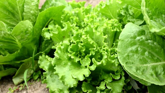 dolly shot of lettuce in the field or garden