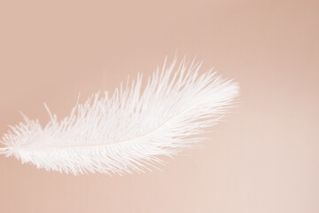 Feather on beige background, beauty, softness, fashion and textiles, tenderness and lightness