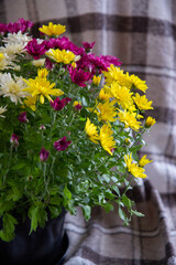 Fototapeta na wymiar bouquet of bright flowers in a pot