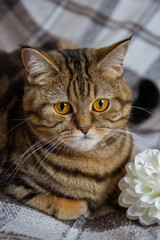 cat with a bouquet of white flowers on the bed