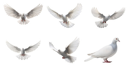Obraz premium Bird, dove, flying, pigeon, animal, white, vector, wing, peace, nature, fly
