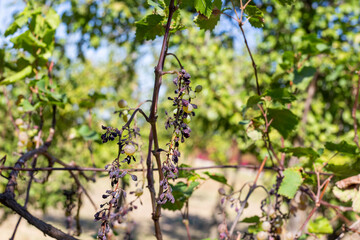 sick dried grapes. Bunches of green grapes with dried fruits on the vine