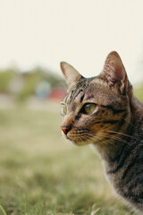 Transcendent Tranquility The Enigmatic Sideways Stare, A Gaze Devoid of Distraction in the Cat's Eyes