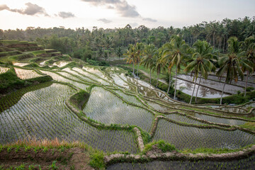 Fototapeta na wymiar View of terraced rice fields