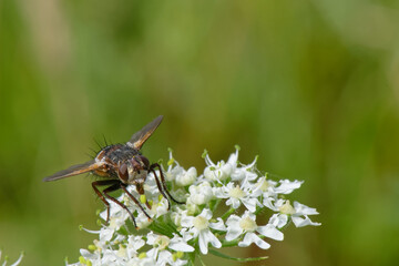 Tachina magnicornis - diptères - larve parasite des chenilles de papillons