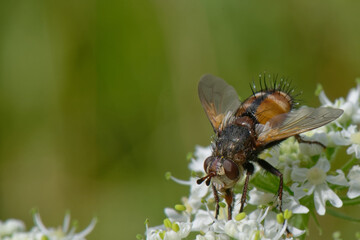 Tachina magnicornis - diptères - larve parasite des chenilles de papillons