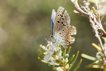 Obraz premium Mariposa Polyommatus icarus con ala rota alimentandose en flor de la planta de romero (salvia rosmarinus) en Alcoi, España