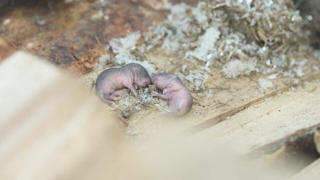 Baby mice without fur. Newborn mice. Macro. Pets