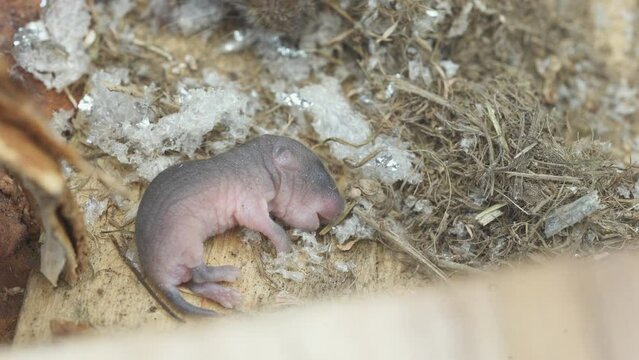 Baby mice without fur. An adult mouse crawls out of the hole and takes mouse. Newborn mice. Macro. Pets, 4K