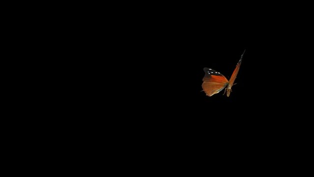 Red Clipper Butterfly - Flying Around Loop - MS - Realistic 3D animation isolated on green background