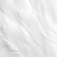 white feathers background