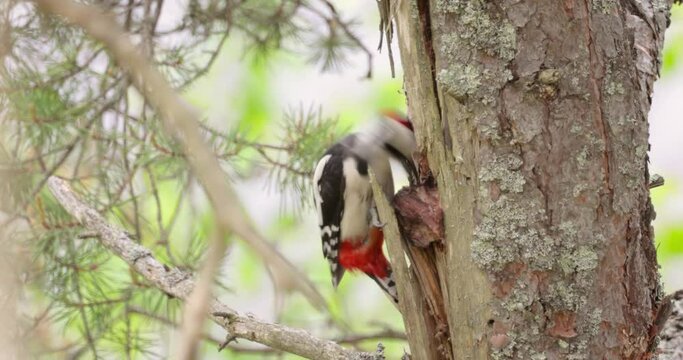 Great spotted woodpecker bird on a tree looking for food. Great spotted woodpecker (Dendrocopos major) is a medium-sized woodpecker with pied black and white plumage and a red patch on the lower belly