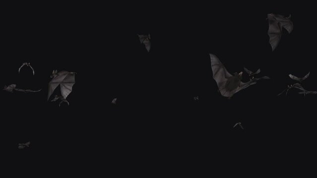 Swarm of Bats - Flying Around Screen  - Realistic 3D animation loop with alpha channel isolated on transparent background