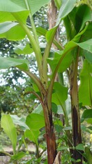 Green banana tree in the garden