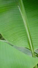 Green banana leaves and water drops.