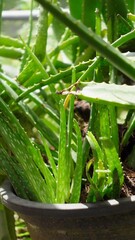 Green aloe plant