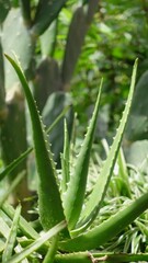 Green aloe plant