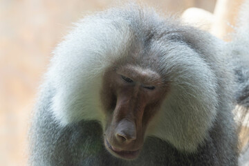 Close up of Hamadryas baboon (Papio hamadryas)