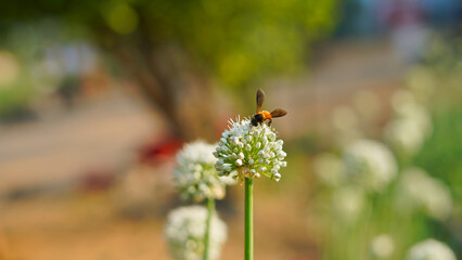 Close Up of onion flowers growing in the green field. white flowers or seeds. Honey bee collecting nectar and sitting on flower blurred background.Plant with fresh blooming buds. (Allium cepa)