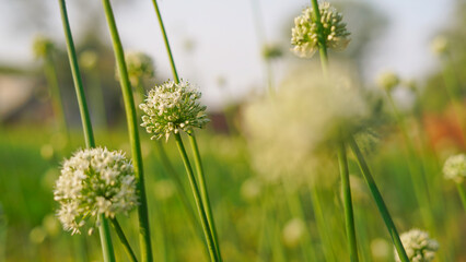 Close Up of onion flowers growing in the green field. white flowers or seeds. Honey bee collecting nectar and sitting on flower blurred background.Plant with fresh blooming buds. (Allium cepa)