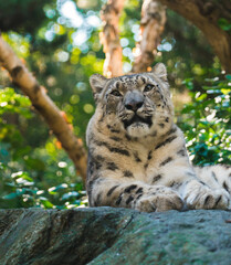 Snow leopard in the grass