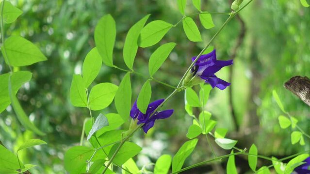 Purple butterfly pea flower in the garden, vertical video.