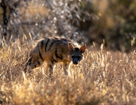 Aardwolf in the distance
