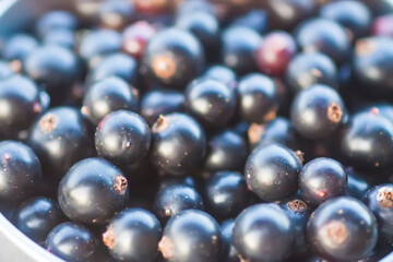 Black currant berries on the bush. Summer harvest. Ripe currants.