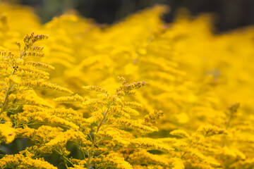 Yellow flowers of goldenrod or Solidago canadensis, Canada goldenrod or Canadian goldenrod plant.