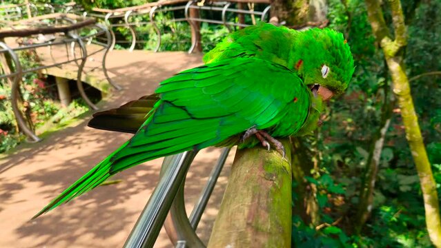Couple of green parrots macaw birds cuddling, beaking