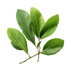 Fototapeta premium Green Guava leaves isolated on white background