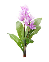 Naklejka na ściany i meble Fresh Water Hyacinth Eichhornia crassipes 
