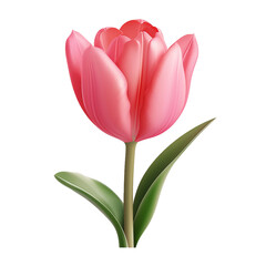 Tulips on transparent background
